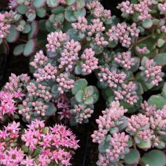 Sedum sieboldii