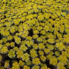 Sedum spathulifolium ‘Cape Blanco’