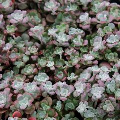 Sedum spathulifolium ‘Purpureum’