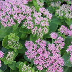 Sedum spectabile ‘Brillant’