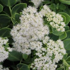 Sedum spectabile ‘Stardust’