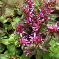 Sedum spurium