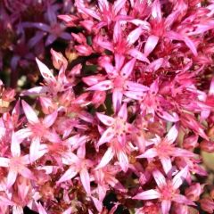 Sedum spurium ‘Fuldaglut’