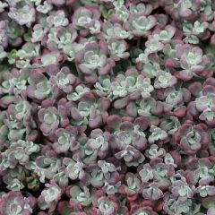 Sedum spurium ‘Purpurteppich’