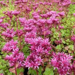 Sedum spurium ‘Schorbuser Blut’