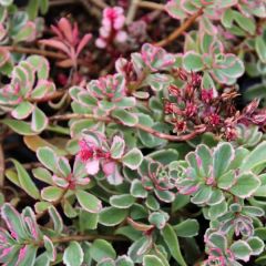 Sedum spurium ‘Variegatum’