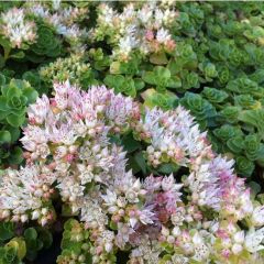 Sedum spurium 'Album (S)'