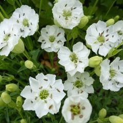 Silene maritima ‘Weisskehlchen’