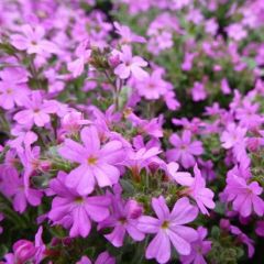 Silene schafta ‘Splendens’