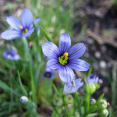 Sisyrinchium angustifolium