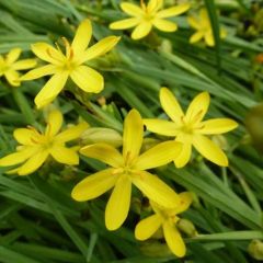 Sisyrinchium californicum