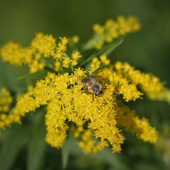 Solidago ‘Goldkind’