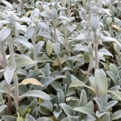 Stachys byzantina ‘Cotton Ball’