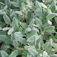 Stachys byzantina ‘Silver Carpet’