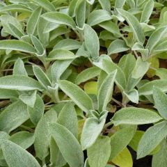 Stachys byzantina 'Big Ears'