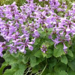 Stachys grandiflora ‘Superba’