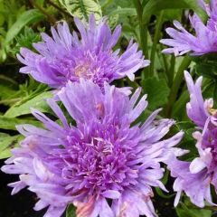 Stokesia laevis