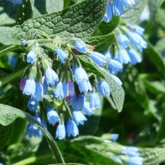 Symphytum azureum