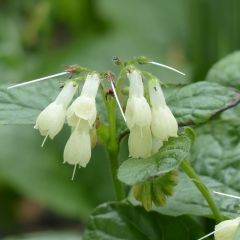 Symphytum grandiflorum