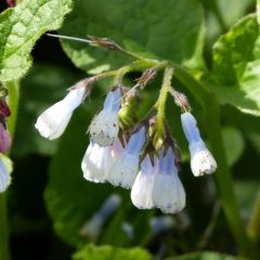 Symphytum grandiflorum ‘Wisley Blue’