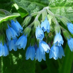 Symphytum grandiflorum 'Hidcote Blue'