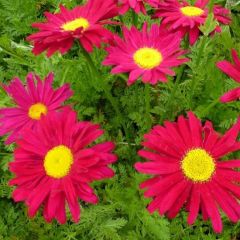 Tanacetum Coccineum ‘Robinson’s Red’