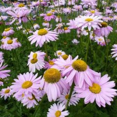 Tanacetum Coccineum ‘Robinson’s Rose’