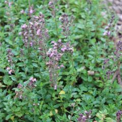 Teucrium chamaedrys