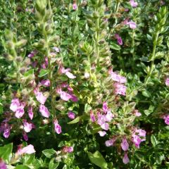 Teucrium lucidrys