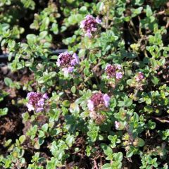 Thymus ‘Doone Valley’