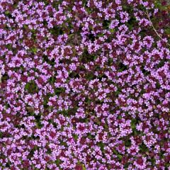 Thymus praecox ‘Coccineus’