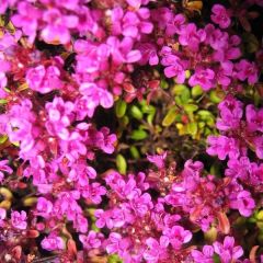 Thymus praecox ‘Purple Beauty’