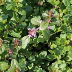 Thymus serpyllum