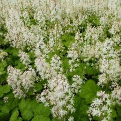 Tiarella cordifolia