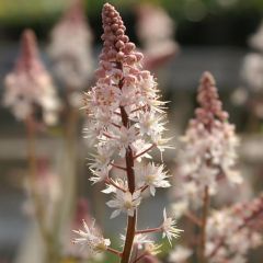 Tiarella 'Pink Bouquet'