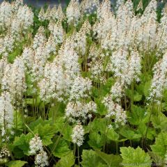 Tiarella wherryi