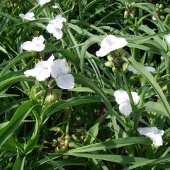 Tradescantia (A) ‘Innocence’