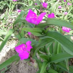 Tradescantia (A) ‘Karminglut’