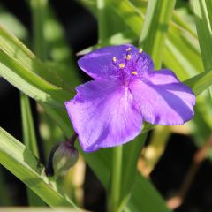 Tradescantia (A) ‘Leonora’