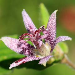 Tricyrtis hirta