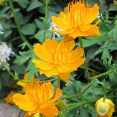 Trollius chinensis ‘Golden Queen’