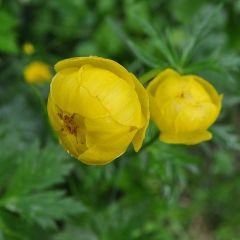 Trollius europaeus