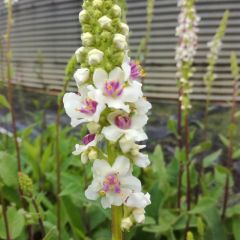 Verbascum chaixii ‘Album’