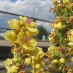 Verbascum nigrum