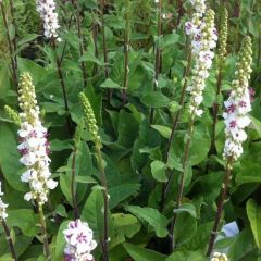 Verbascum nigrum 'Album'