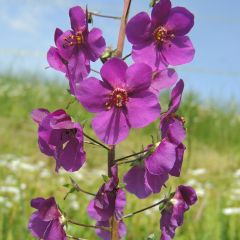 Verbascum phoeniceum