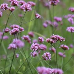 Verbena bonariensis 'Lollipop'®