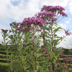 Vernonia crinita ‘Mammuth’