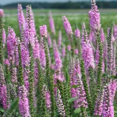 Veronica ‘Pink Damask’