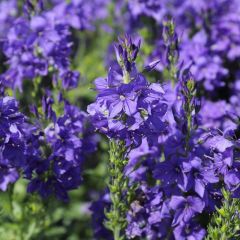 Veronica austriaca ‘Knallblau’